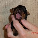 sr 5 Tage alt